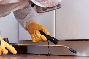 Messie Schädlingsbekämpfung Konstanz